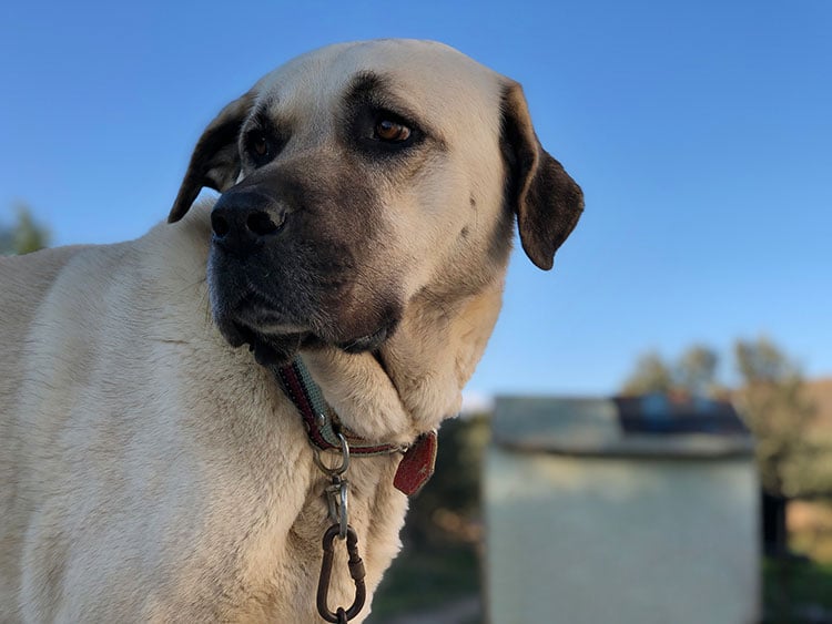 Anatolian Shepherd