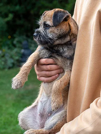 Border terrier