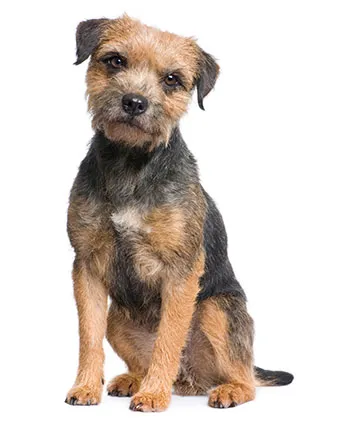 Border terrier