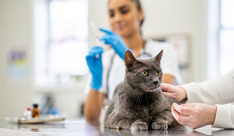 Cat at the vet getting a shot. 