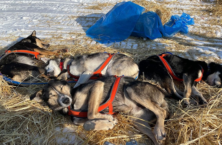 Sled dogs resting