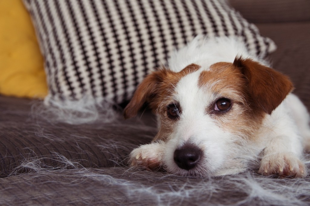 shedding dog hair on couch