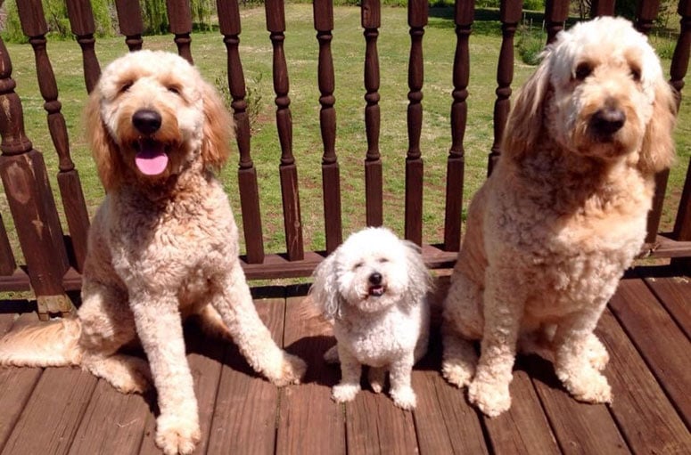 2 Goldendoodles and a poochon.