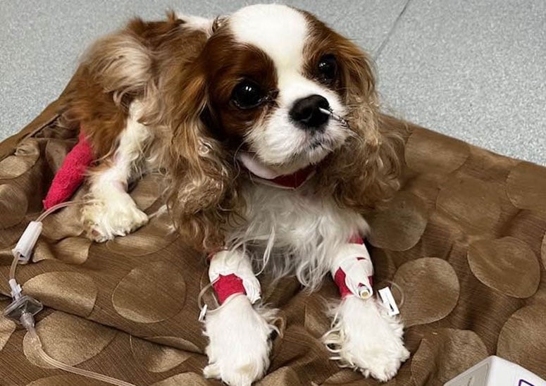 Cavalier King Charles Spaniel in hospital