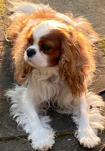 Cute Cavalier King Charles Spaniel