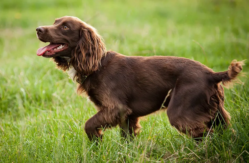 boykin spaniel