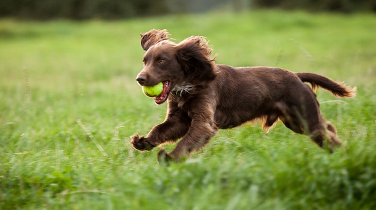 boykin spaniel