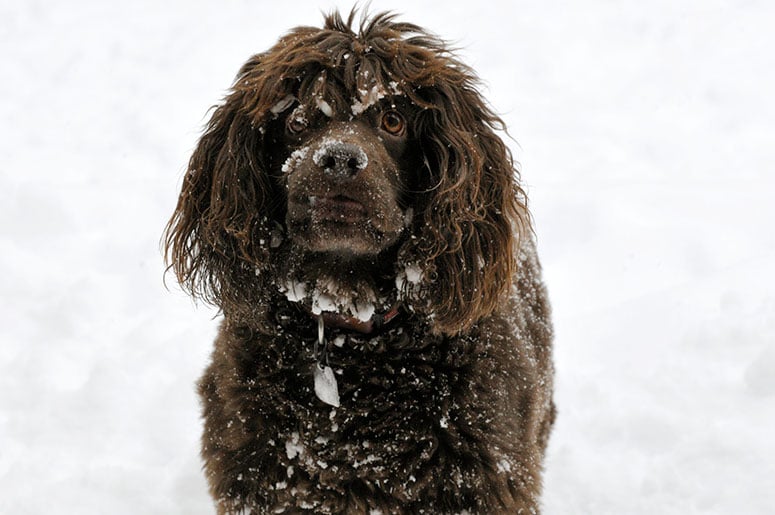 boykin spaniel