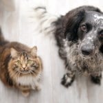 Dog and cat sit on the floor and look into the camera. Top view