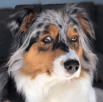 Australian shepherd