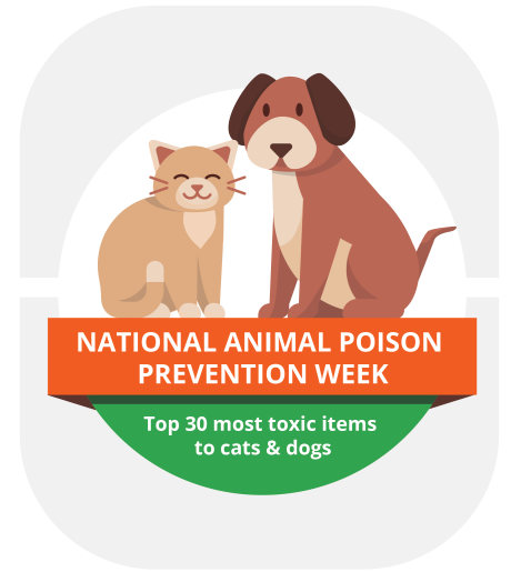 Infographic tile about top pet poisons.