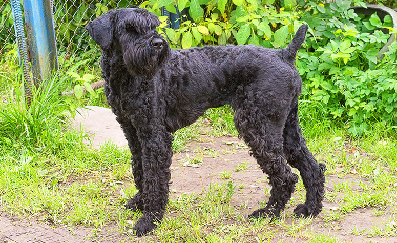 Standard schnauzer