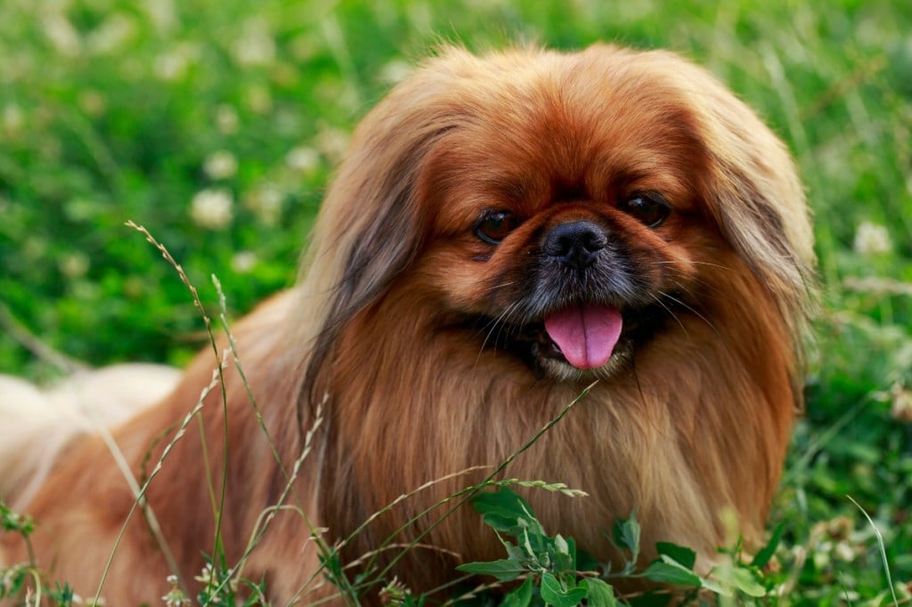 dog breed Pekingese on a green grass