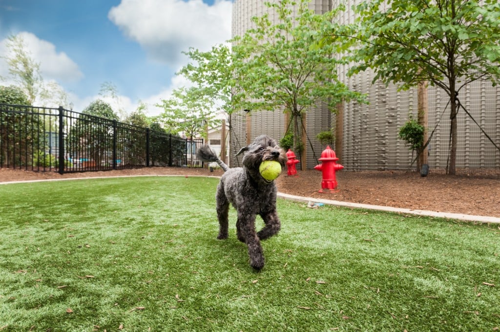 dog with ball trotting on astro turf