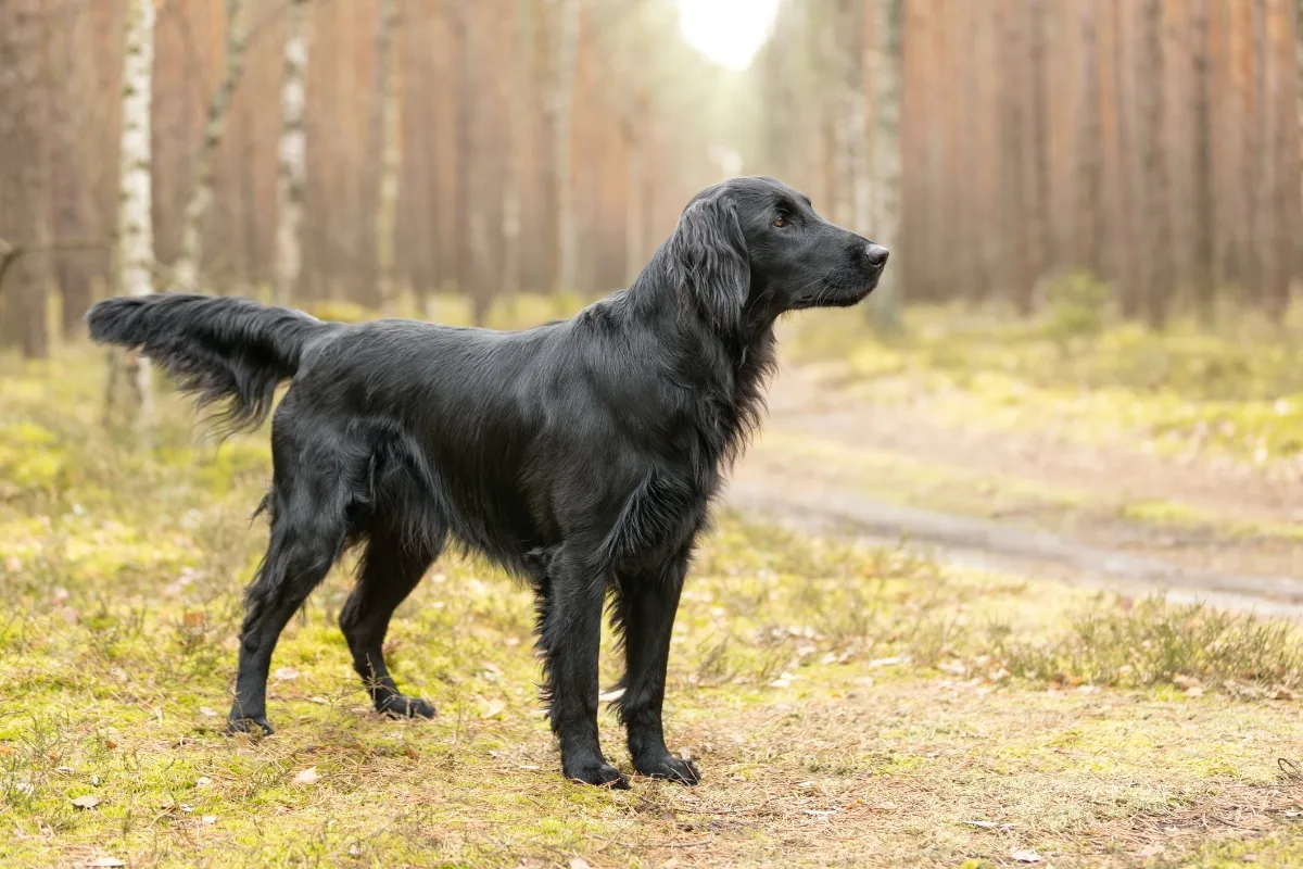 Flat Coated Retriever Breed Guide and Pet Insurance