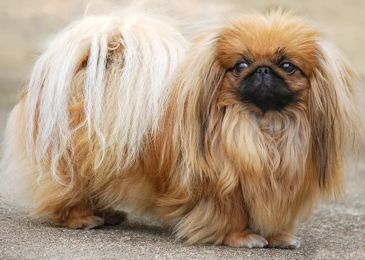 Pekingese Breed Guide and Pet Insurance