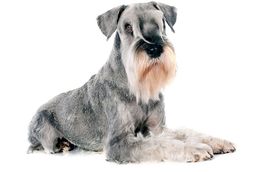 Standard schnauzer