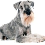 Standard schnauzer