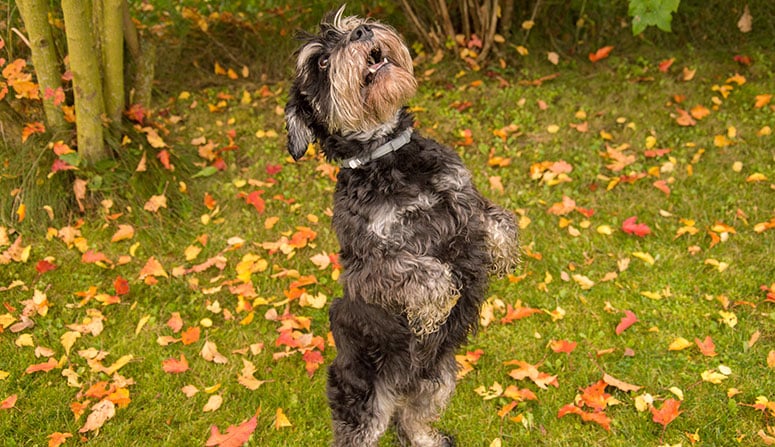 Standard schnauzer