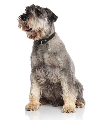 Standard schnauzer