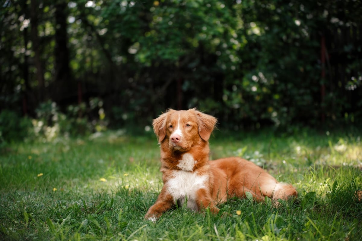 tolling retriever dog lying in grass