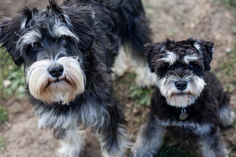 Standard schnauzer