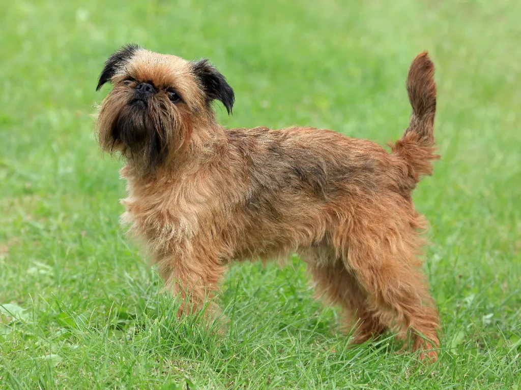 Brussels Griffon dog standing in grass