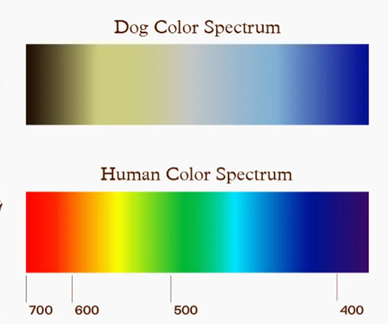 Dog and human color spectrums 