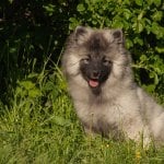 Keeshond breed dog