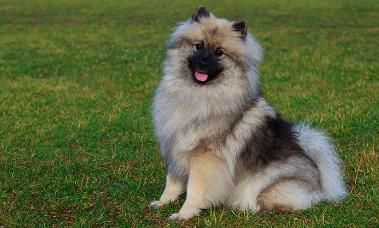 Keeshond breed dog