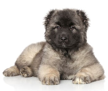 Keeshond breed dog