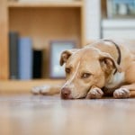 light brown dog lying on living room floor