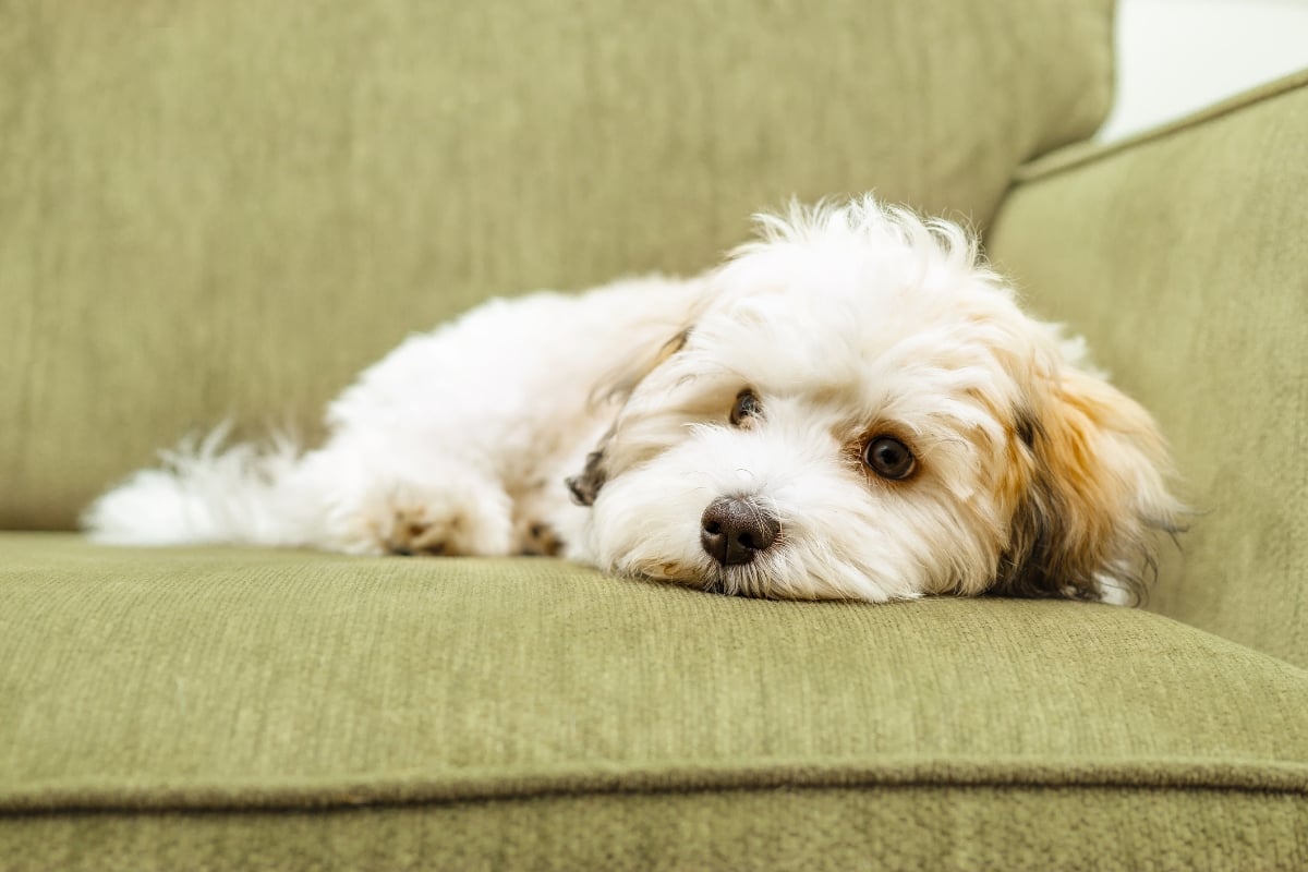 little white dog lying on couch