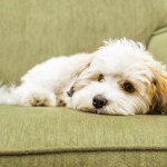 little white dog lying on couch