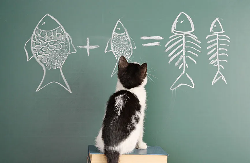 Cat looking at a chalkboard