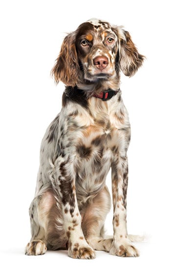 English Setter