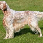 Typical English Setter on a green grass lawn