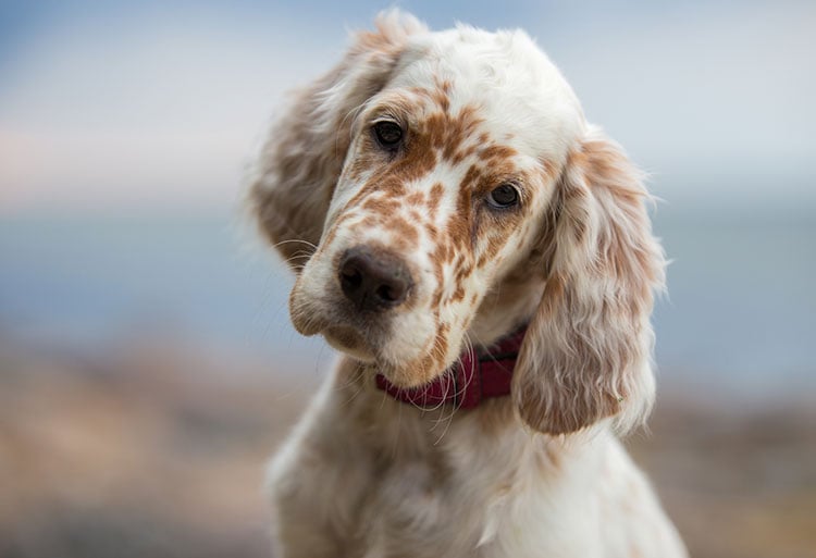 English Setter head