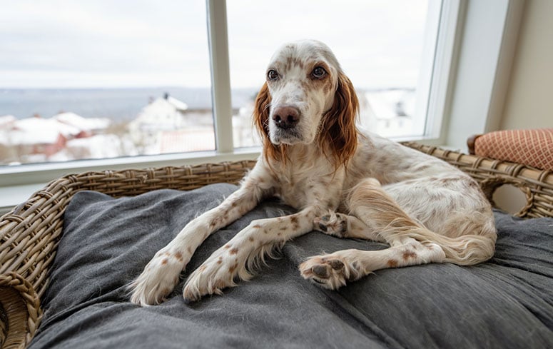 English Setter on bed