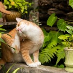 Orange cats sitting outside the house scratching ears and scratches.