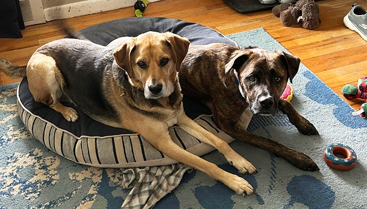 Two mixed breed dogs