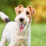 wire fox terrier dog outside