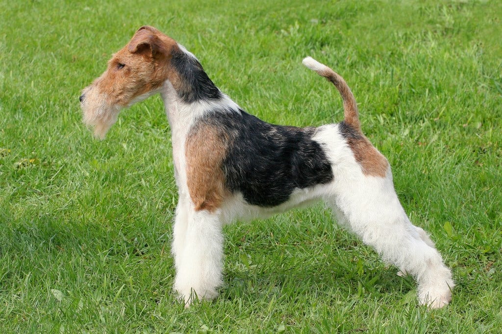 Show position Fox Terrier Wire dog on a green grass