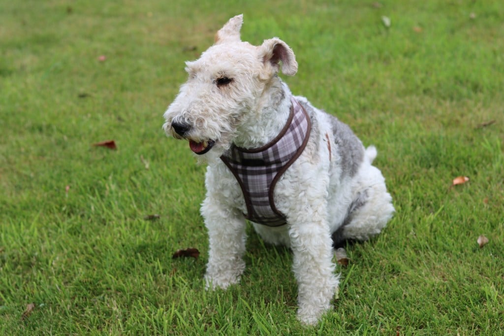 wire fox terrier dog sitting in grass