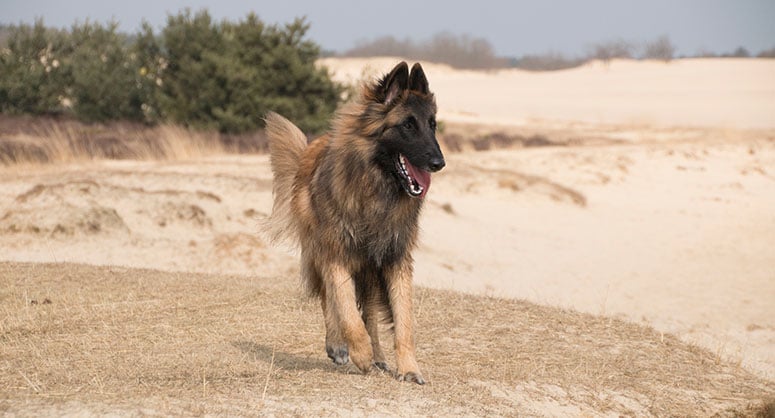 Belgian Tervuren dog