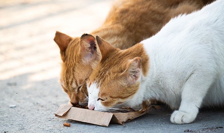 cats eating outside