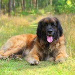 Leonberger dog resting on grass. Outdoor portrait