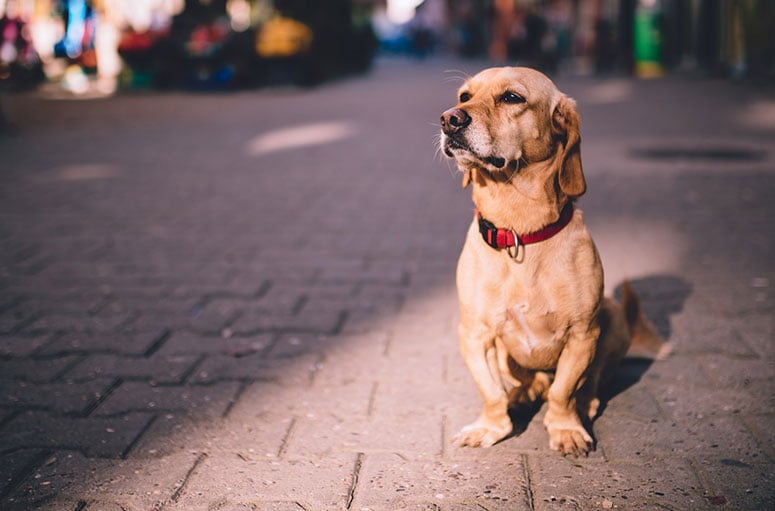 Dog, lost on the street