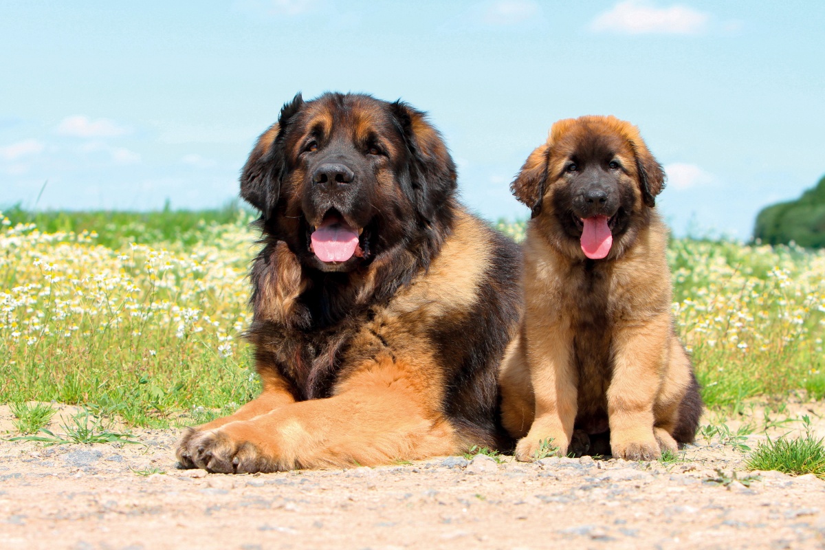 Large orders dog breed leonberger