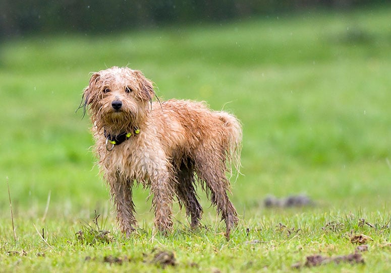 dog lost and wet